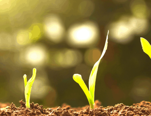 THE SEVEN STAGES OF HEALING | THE SECOND FACE OF STRUGGLE